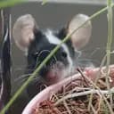 Dashthemouse