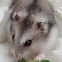 Pawsie