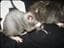 Mimus