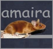 ariama
