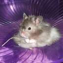 Hennas