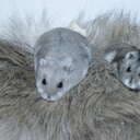calumthehamster